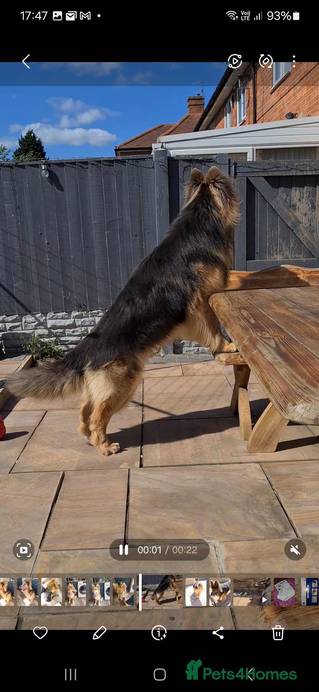 German Shepherd dogs for stud: German shepherd  - Image 7