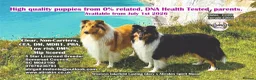 Rough Collie dogs for sale: Clear Non-carriers DM-CEA-MDR1-PRA. 0% inbreeding. - Advert 1