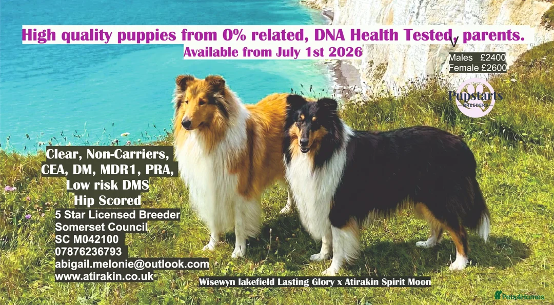 Rough Collie dogs for sale: Clear Non-carriers DM-CEA-MDR1-PRA. 0% inbreeding. - Advert 1