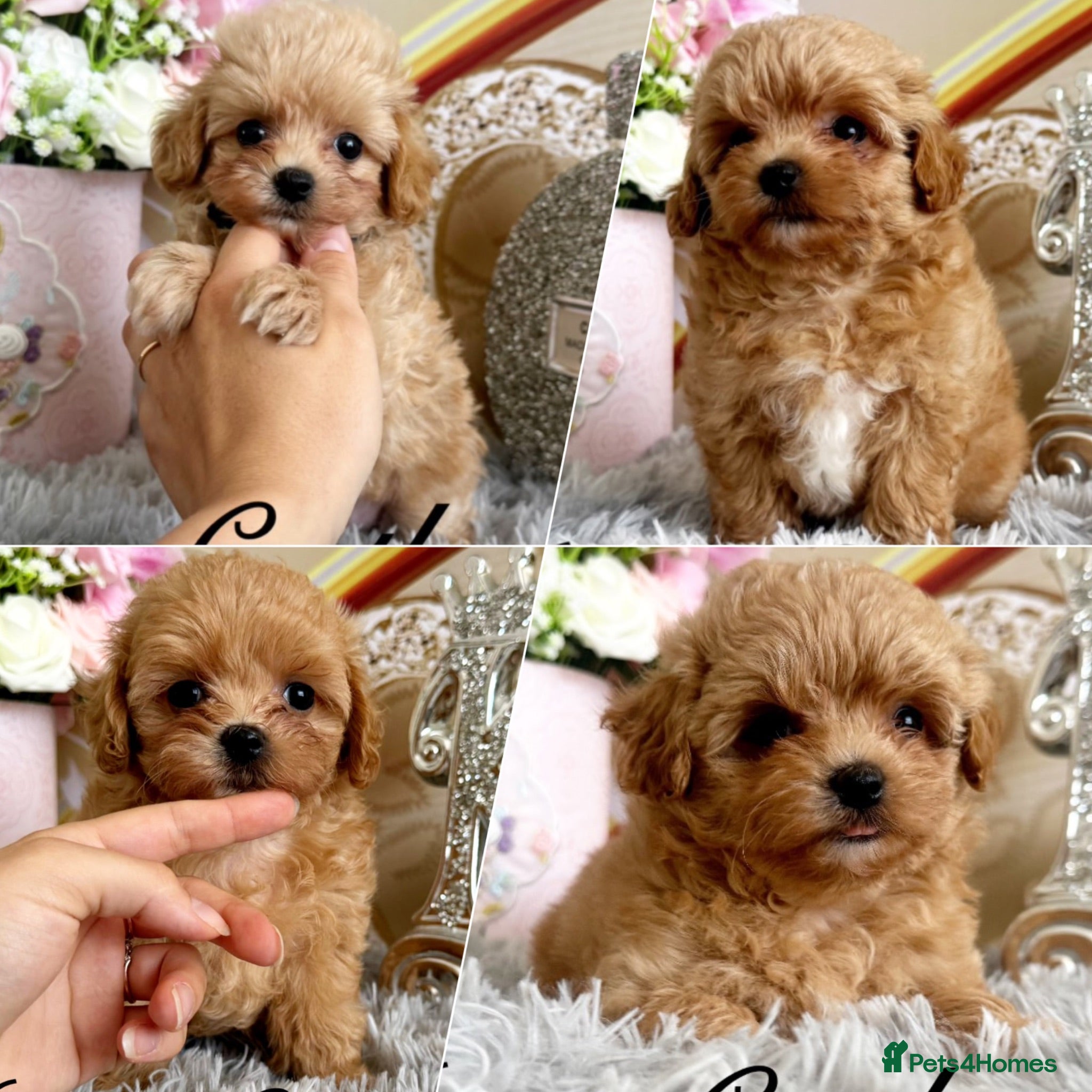 Maltipoo dogs Tiny maltipoo puppies Asian poodle dad  - Advert 1