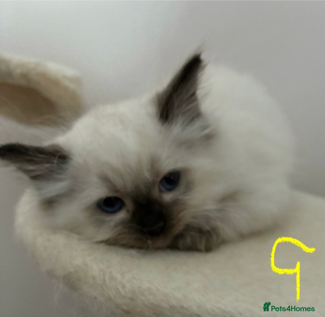 Ragdoll cats for sale: Pure Ragdoll Kittens *Ready for their new home* - Image 5