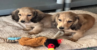 Miniature Dachshund dogs - Advert 11