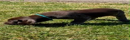 German Shorthaired Pointer dogs for sale: German Short Haired Pointer Puppies KC reg  - Advert 8