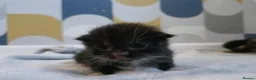 British Shorthair cats for sale: 5 beautiful kittens distinctive markings - Advert 9