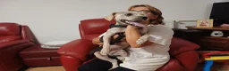 Cockapoo dogs for adoption: 🐾CRIS - Betrayed by the Person He Trusted… in Nottingham - Advert 33