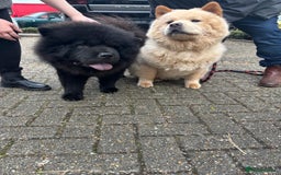 Chow Chow dogs for stud: Chow Chow Studs (Ragsbagsandbear Mating Services) - Advert 5