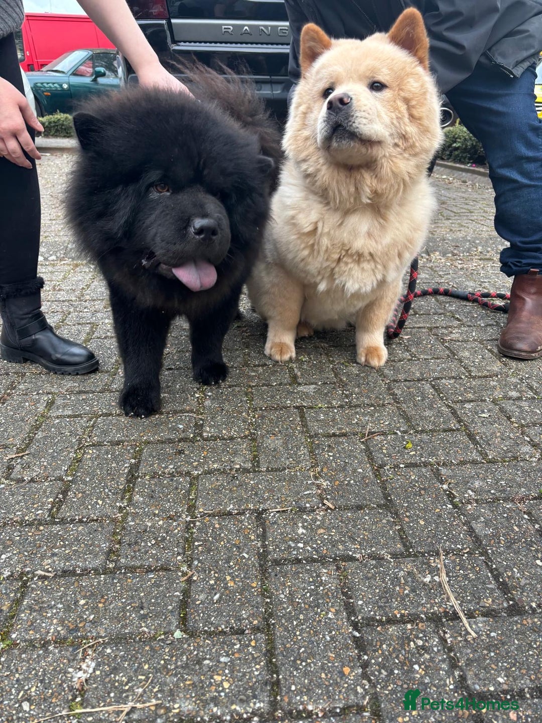 Chow Chow dogs for stud: Chow Chow Studs (Ragsbagsandbear Mating Services) - Advert 5