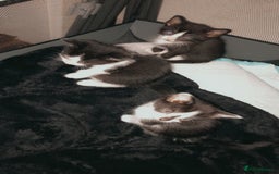 Mixed Breed cats for sale: Kittens available  - Image 8