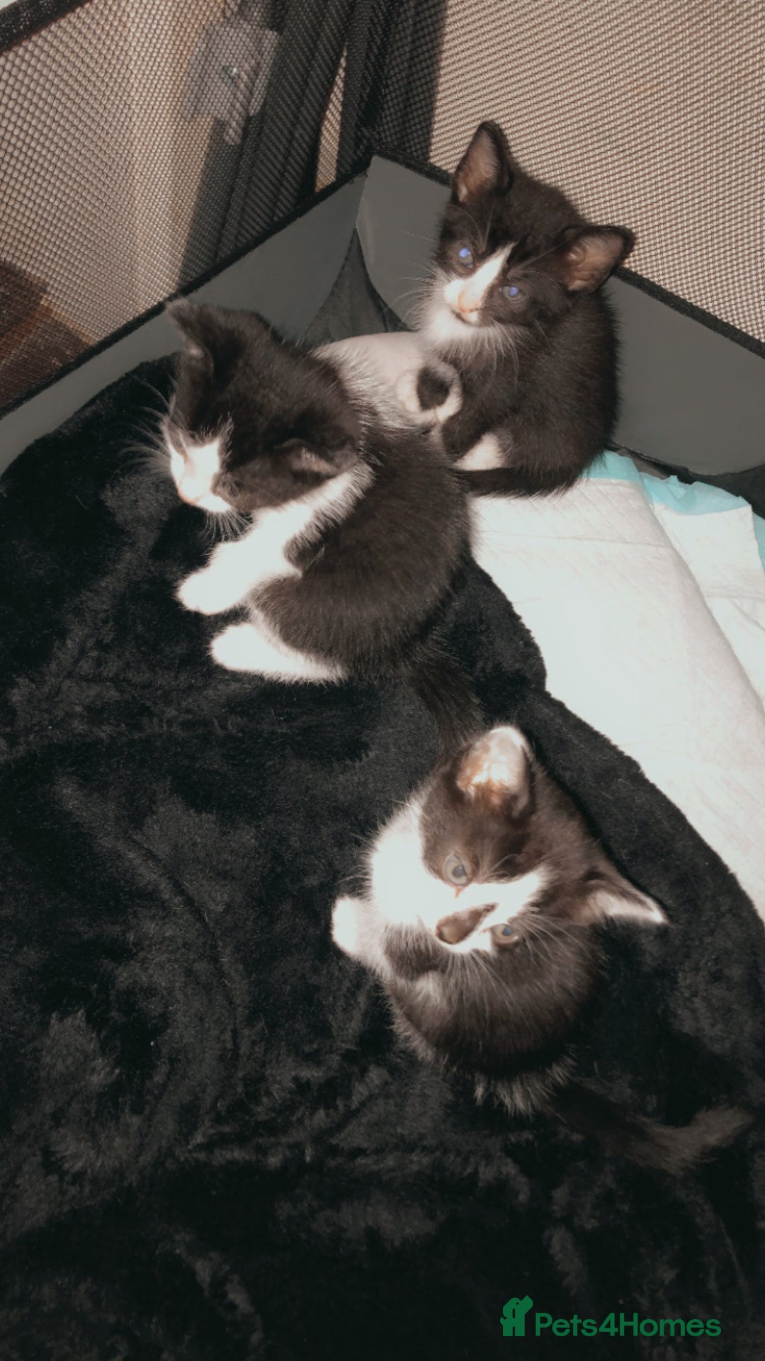 Mixed Breed cats for sale: Kittens available  - Image 8