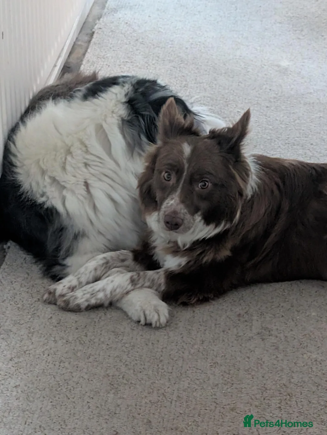 Border Collie dogs for sale: Loving border collie needs a home  - Advert 4