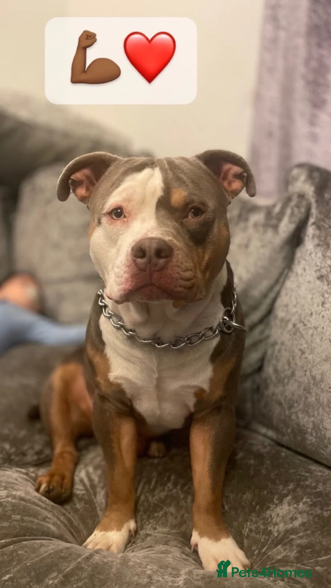 American Bully dogs for stud: Pocket bully to stud  - Advert 2