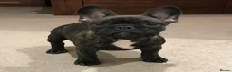 French Bulldog dogs for sale: French Bull dog in Croydon - Advert 3