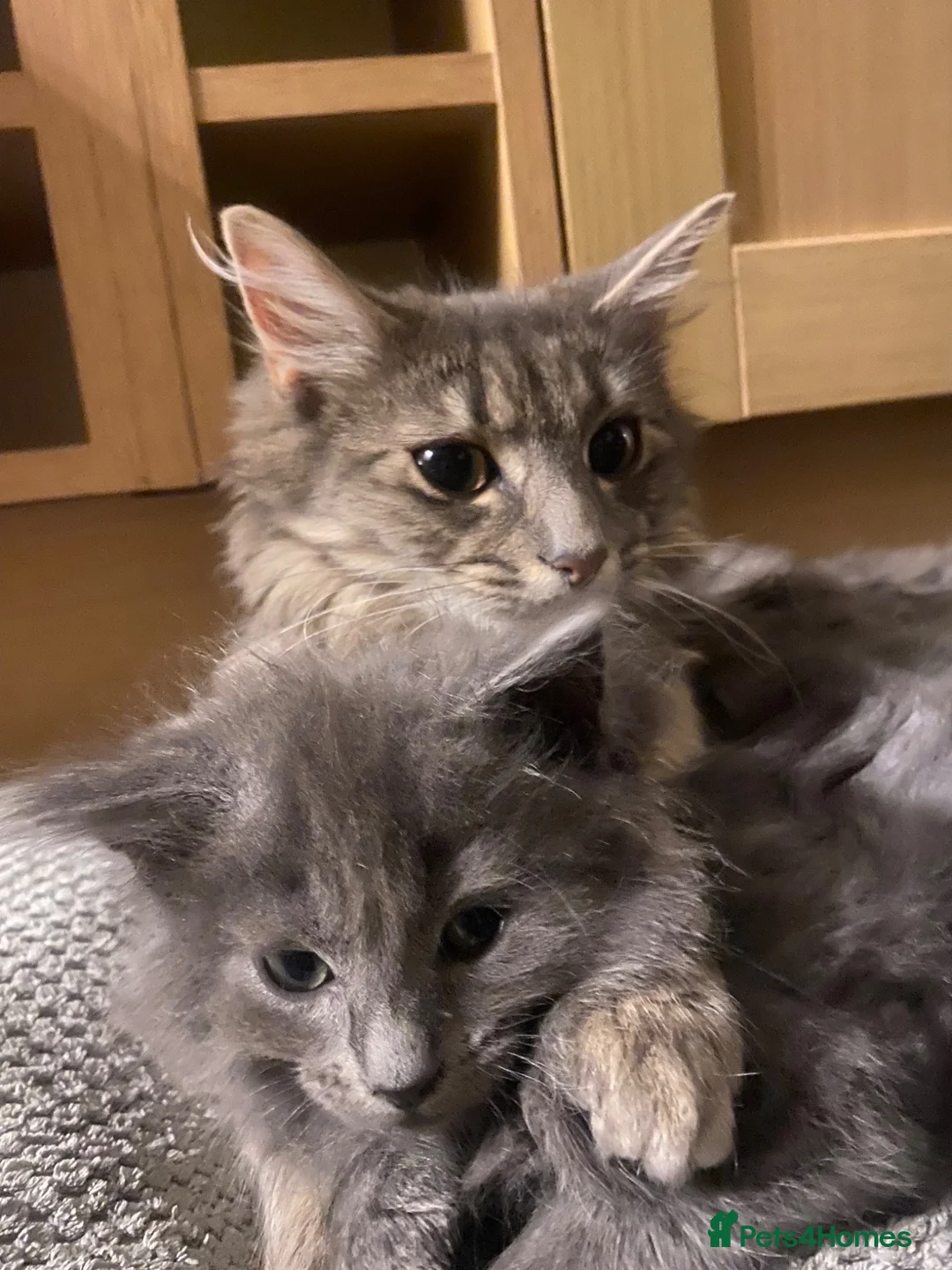 British Longhair cats for sale: Beautiful British Long-Haired Boy Ready Now! - Advert 15