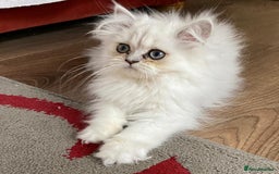 Persian cats for sale: Ready Persian Chinchilla kittens - Image 3
