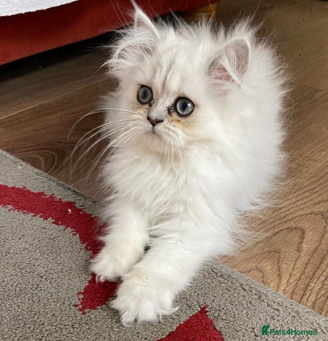 Persian cats for sale: Ready Persian Chinchilla kittens - Image 3