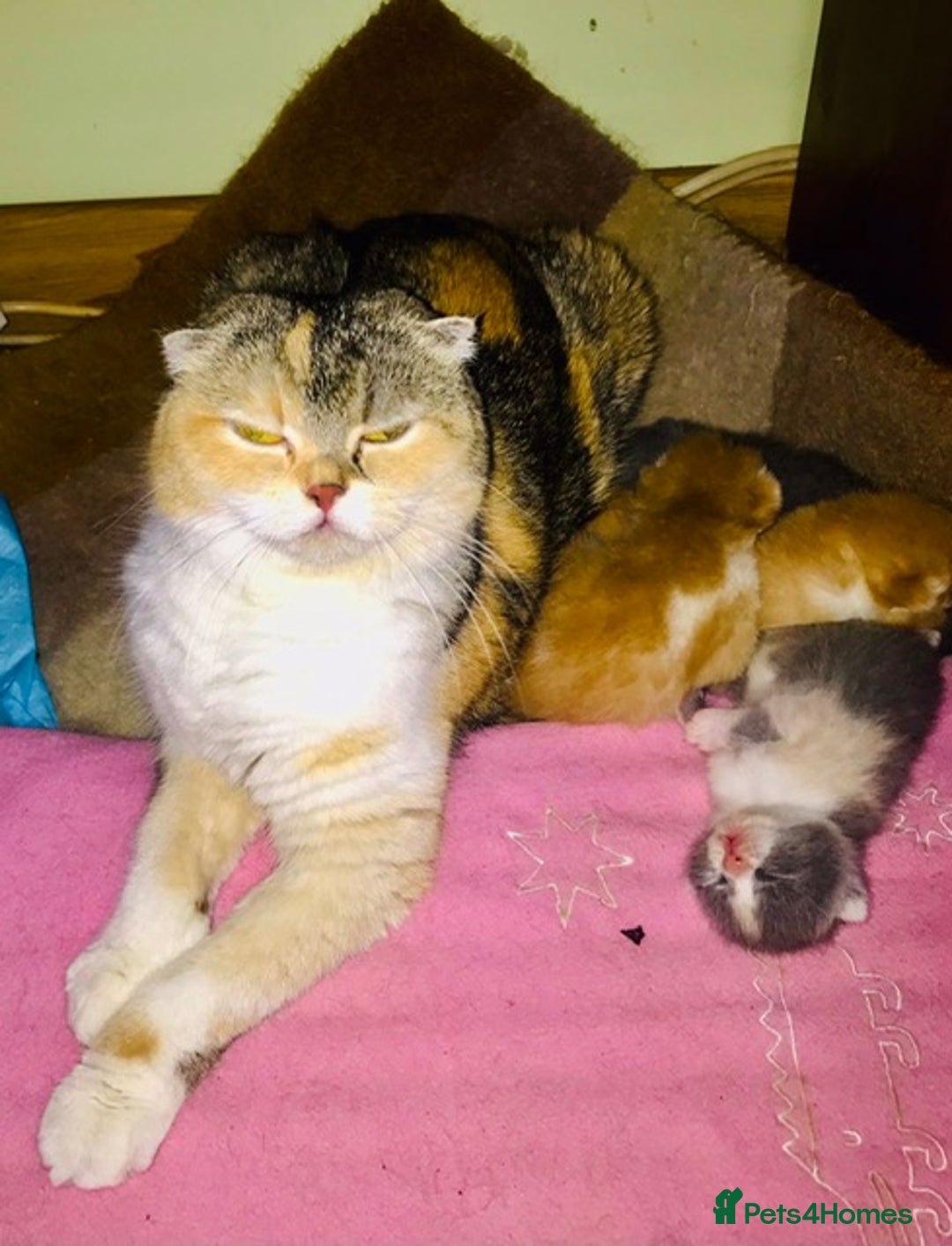 Scottish Fold cats for sale: Three Scottish Fold Kittens for sale - Advert 5