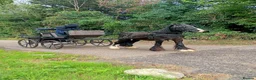 Irish Cob horses for sale: Ride and drive 12.2 cob - Advert 5