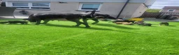 Cane Corso dogs for sale: 6 STUNNING FEMALE CANE CORSO PUPS in Motherwell - Advert 2