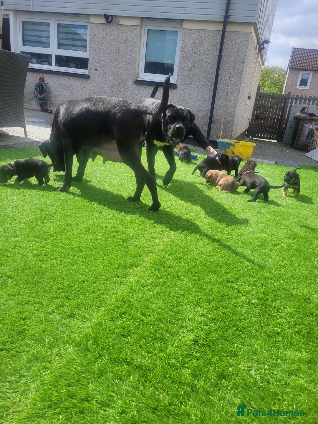 Cane Corso dogs for sale: 6 STUNNING FEMALE CANE CORSO PUPS in Motherwell - Advert 2