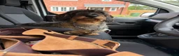 Dachshund dogs for sale: ✨2 boys. Health tested KC standard dachshunds✨  - Advert 21