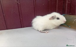 Guinea Pig rodents for sale: White baby boys - Image 2