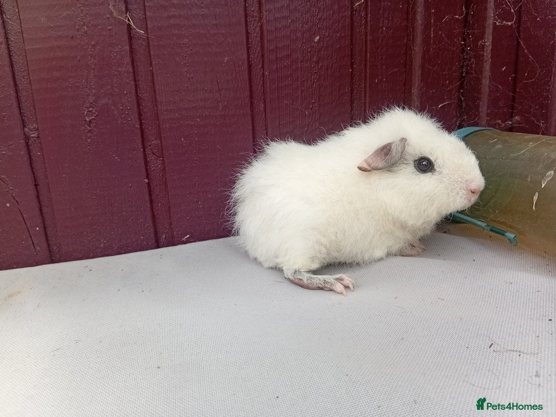 Guinea Pig rodents for sale: White baby boys - Image 2