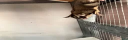 Sugar Glider rodents for sale: Male sugar glider  in Llangollen - Advert 3