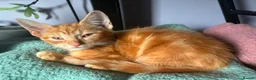 Mixed Breed cats for sale: Pretty mixed litter of kittens. - Advert 10