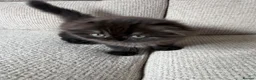 Scottish Fold cats for sale: Beautiful Scottish Fold Kittens 🐾 in Huntingdon - Advert 8