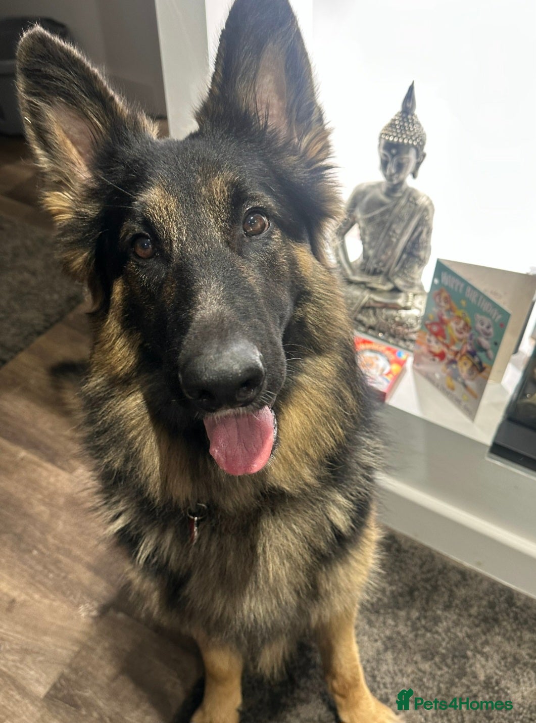 German Shepherd dogs 3 Year Old German Shepherd Dog semi long haired - Advert 7