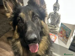 German Shepherd dogs 3 Year Old German Shepherd Dog semi long haired - Advert 7