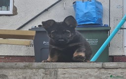 German Shepherd dogs for sale: 7 week old KC German Shepard.  - Image 3
