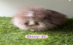 Lionhead rabbits for sale: Stunning double mained lionheads ready now  - Image 5