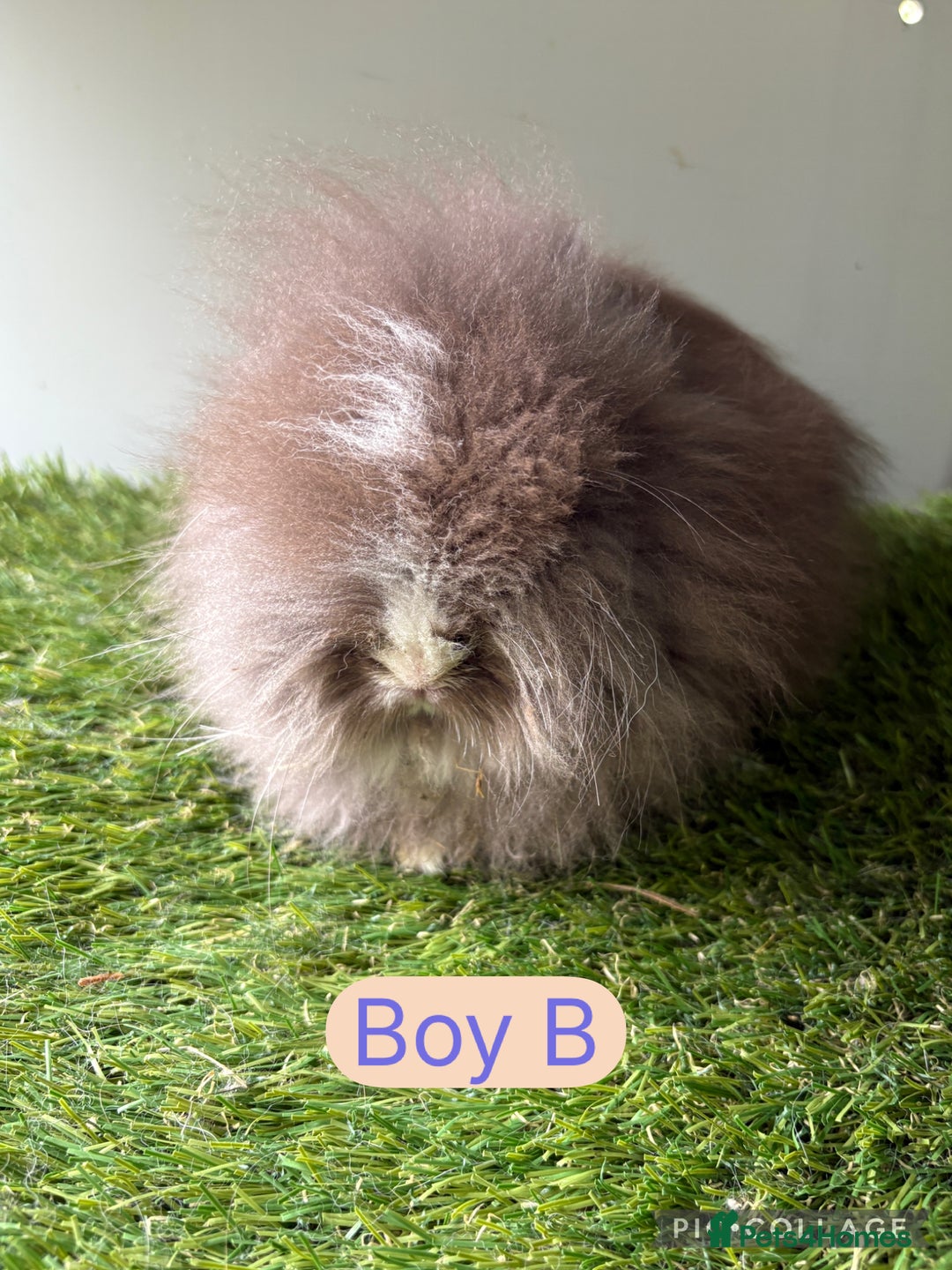 Lionhead rabbits for sale: Stunning double mained lionheads ready now  - Image 5