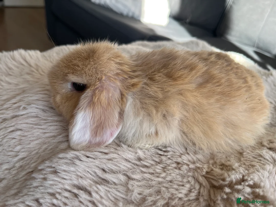 Mini Lop rabbits for sale: Mini Lops looking for their forever home 🏡 - Advert 10