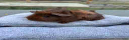 Guinea Pig rodents for sale: Baby guinea pigs - Abyssinian brothers - Advert 2