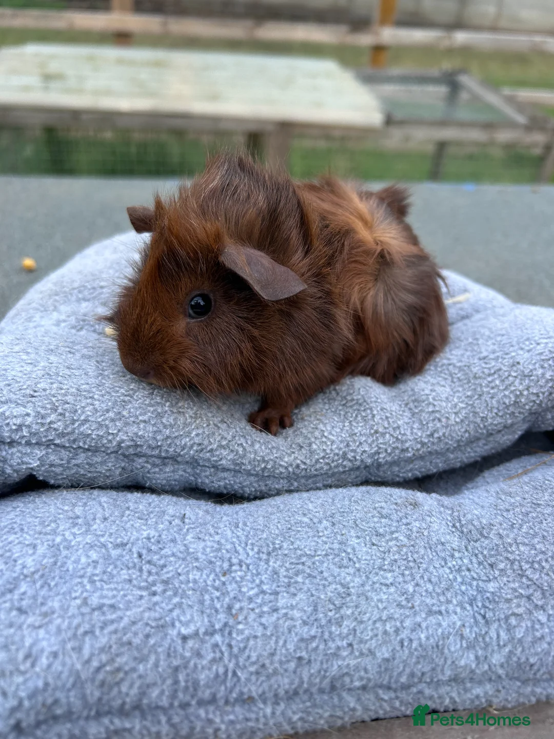 Guinea Pig rodents for sale: Baby guinea pigs - Abyssinian brothers - Advert 2