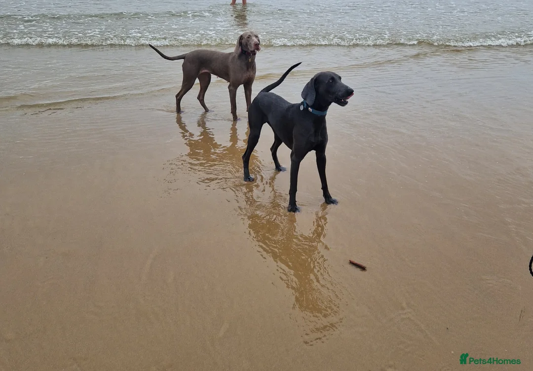 Weimaraner dogs for stud: Kc Blue weimaraner  - Advert 2
