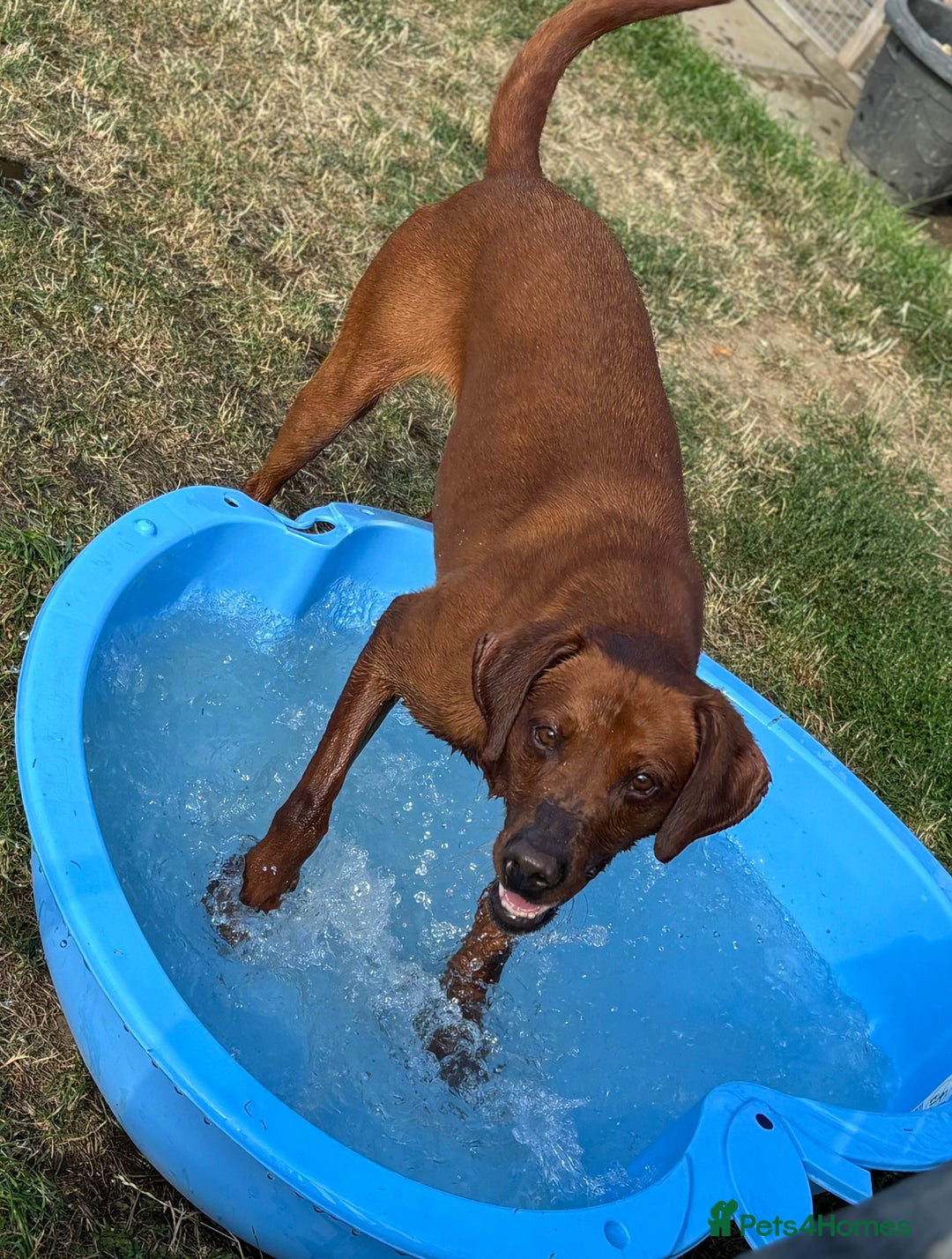 Labrador Retriever dogs for stud: Stunning Dark Red KC Reg Labrador  - Advert 10