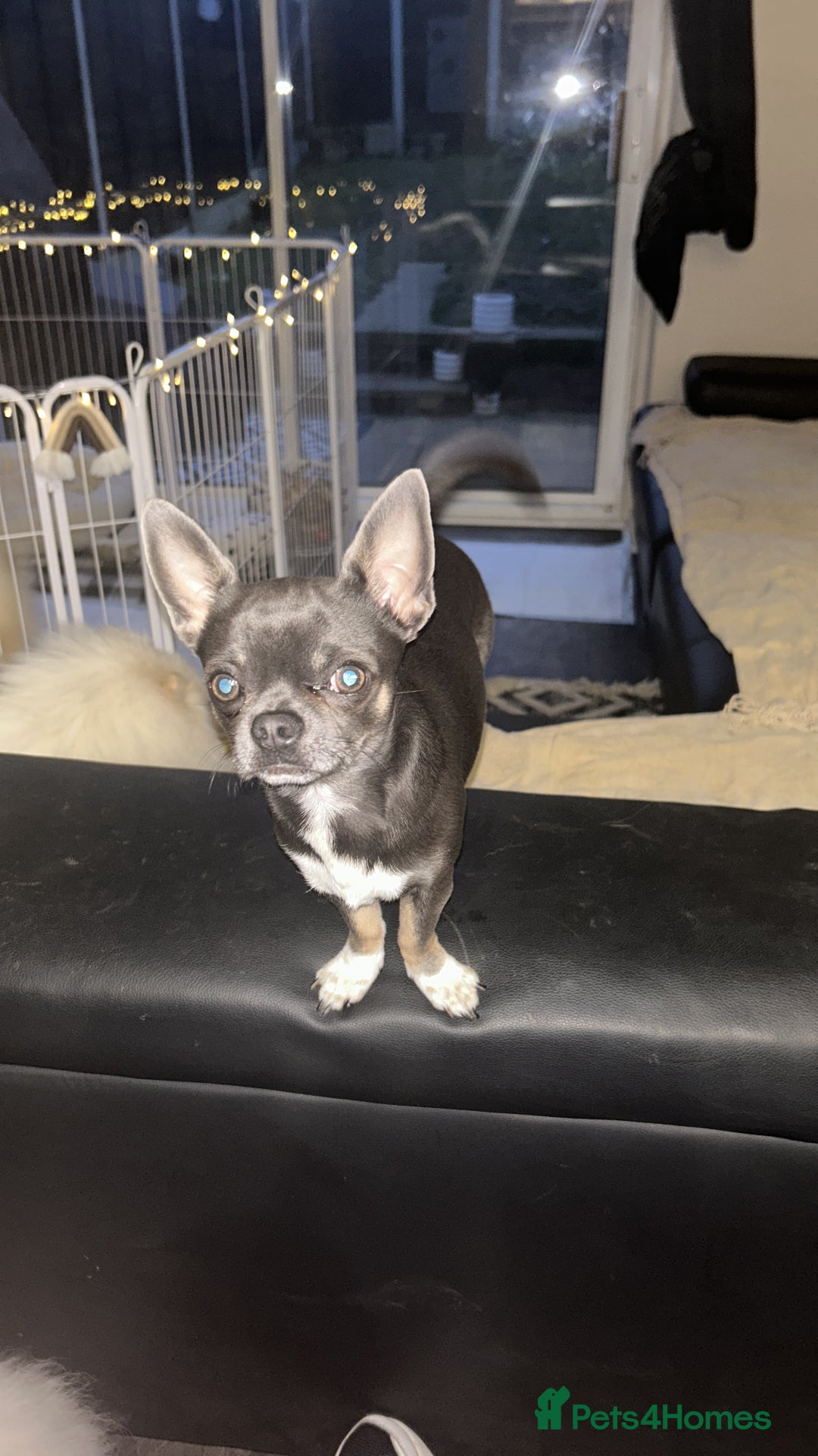 Chihuahua dogs for stud: Stud only. Full pedigree lilac chihuahua £300 - Advert 4