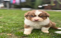 Australian Shepherd dogs for sale: 5 KC registered Australian Shepard puppies - Image 8