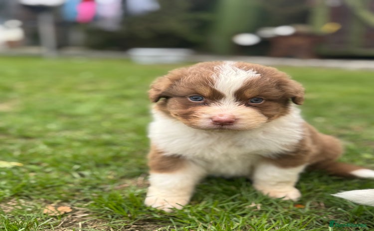 Australian Shepherd dogs - Advert 2