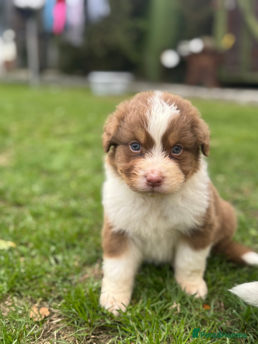 Australian Shepherd dogs for sale: 5 KC registered Australian Shepard puppies - Image 8