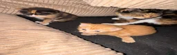 Mixed Breed cats for sale: Two gorgeous kittens for sale - Advert 4