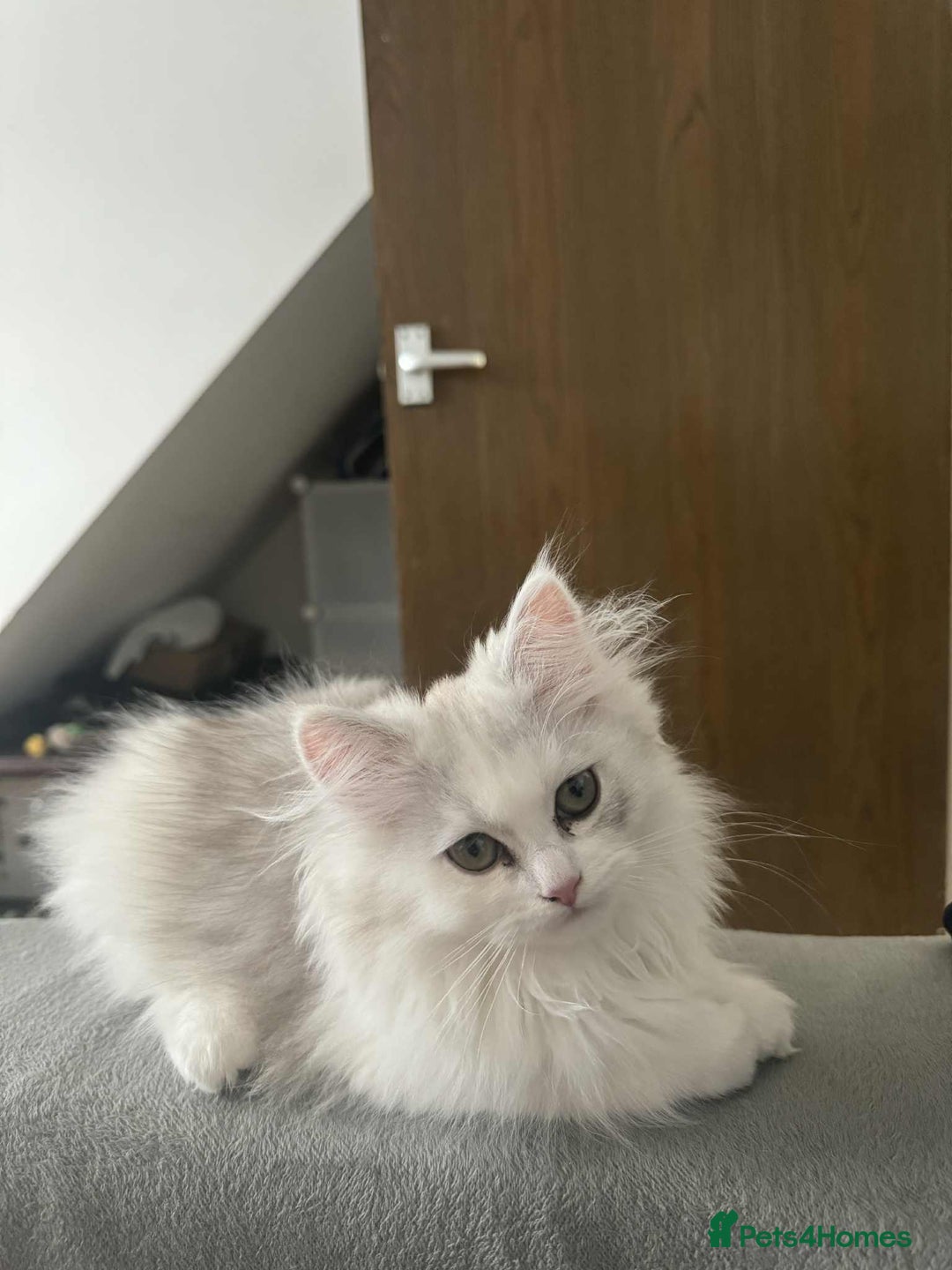 Persian cats for sale: Persian kittens, 1 white/gray girl - Image 6