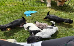 Jack Russell dogs for sale: Gorgeous Jack Russell Puppies - Image 1