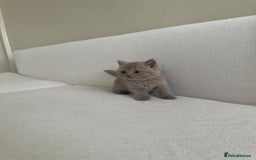 British Shorthair cats for sale: British Short Hair/ British Longhair 🐾 in Manchester - Image 20