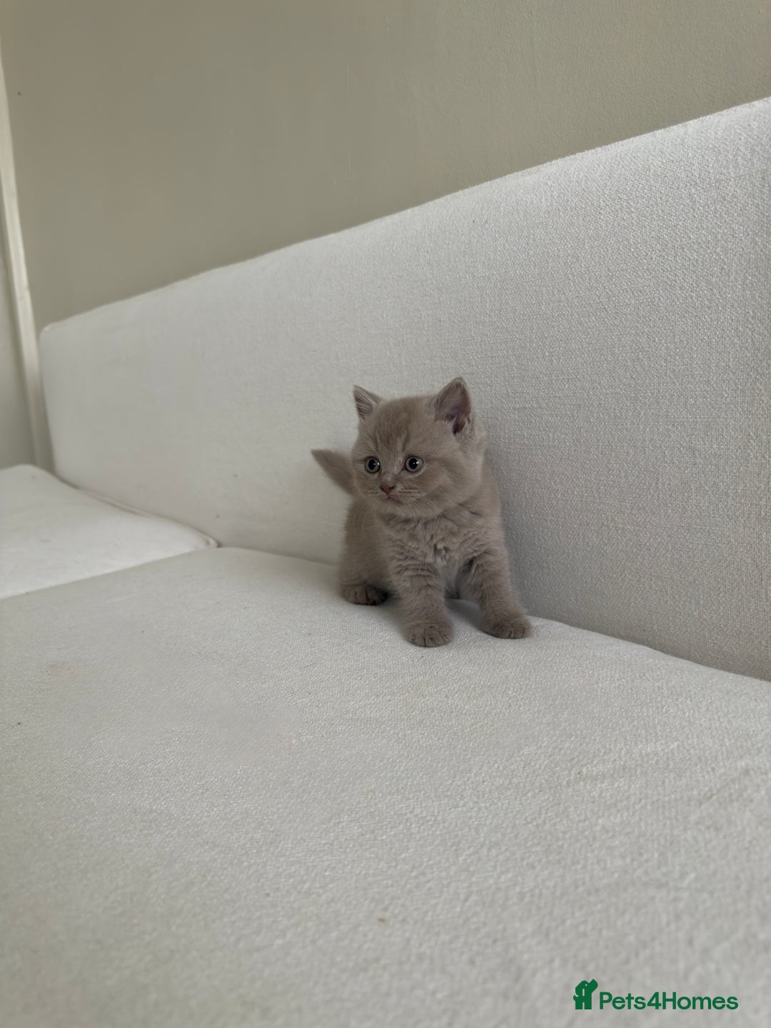 British Shorthair cats for sale: British Short Hair/ British Longhair 🐾 in Manchester - Image 20