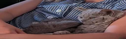 Selkirk Rex cats for sale: 😻 Stunning Selkirk Rex Kittens 😻 - Advert 5
