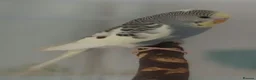 Budgerigars birds for sale: Outstanding pet baby budgies priced from £40 - Advert 28